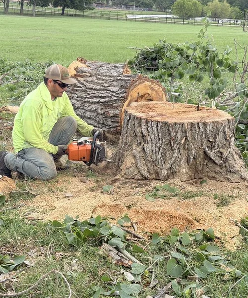 Tree Removal in Pantego 
